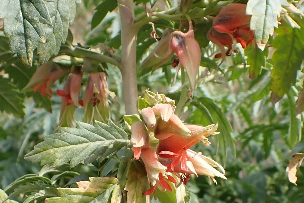Melianthus comosus photograph 3
