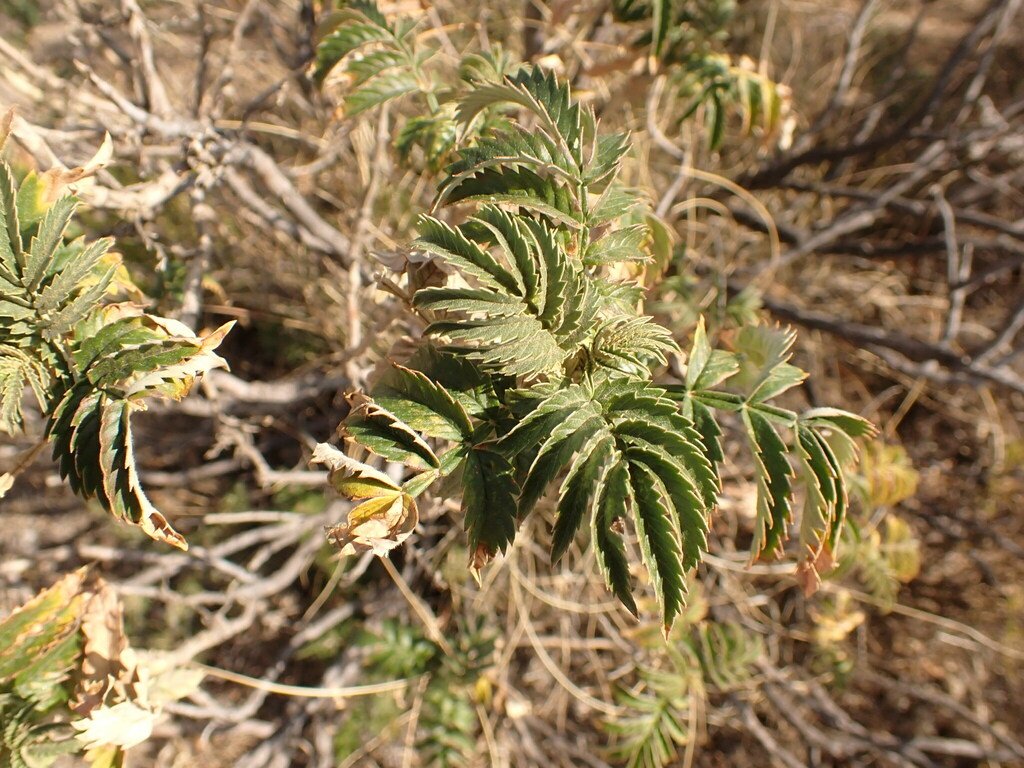 Melianthus comosus photograph 6