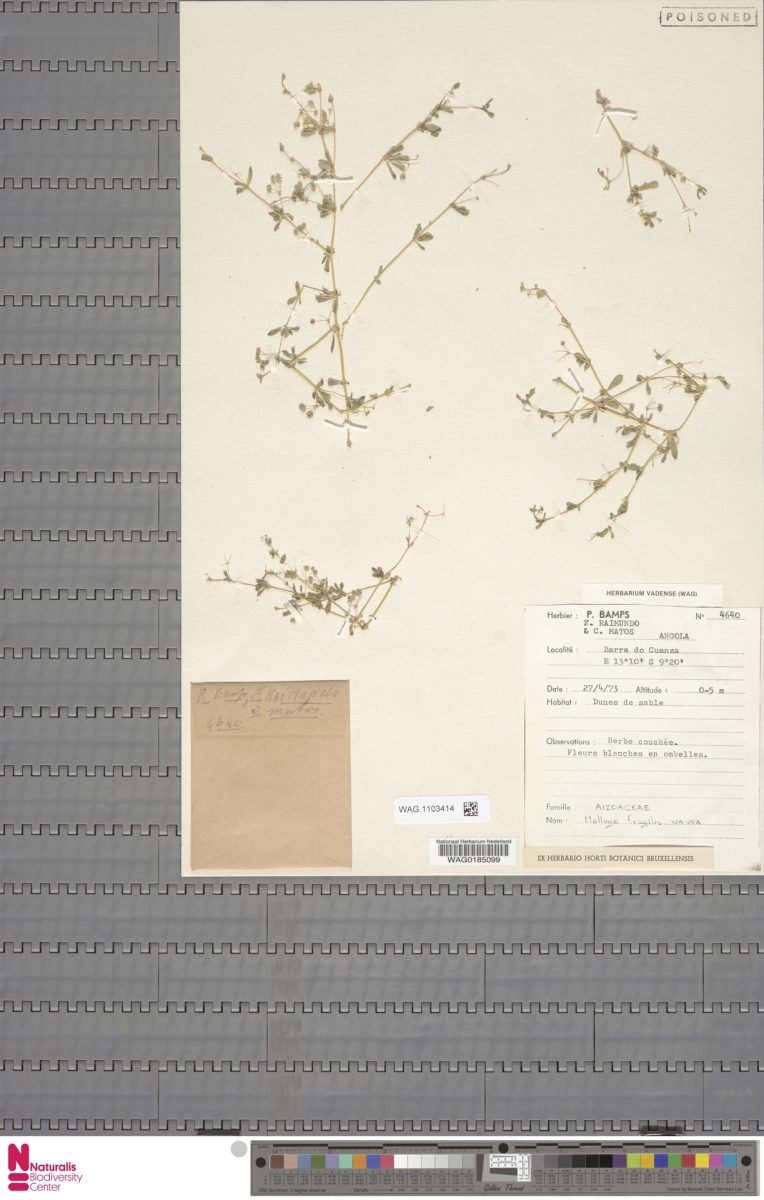 Mollugo fragilis photograph 3