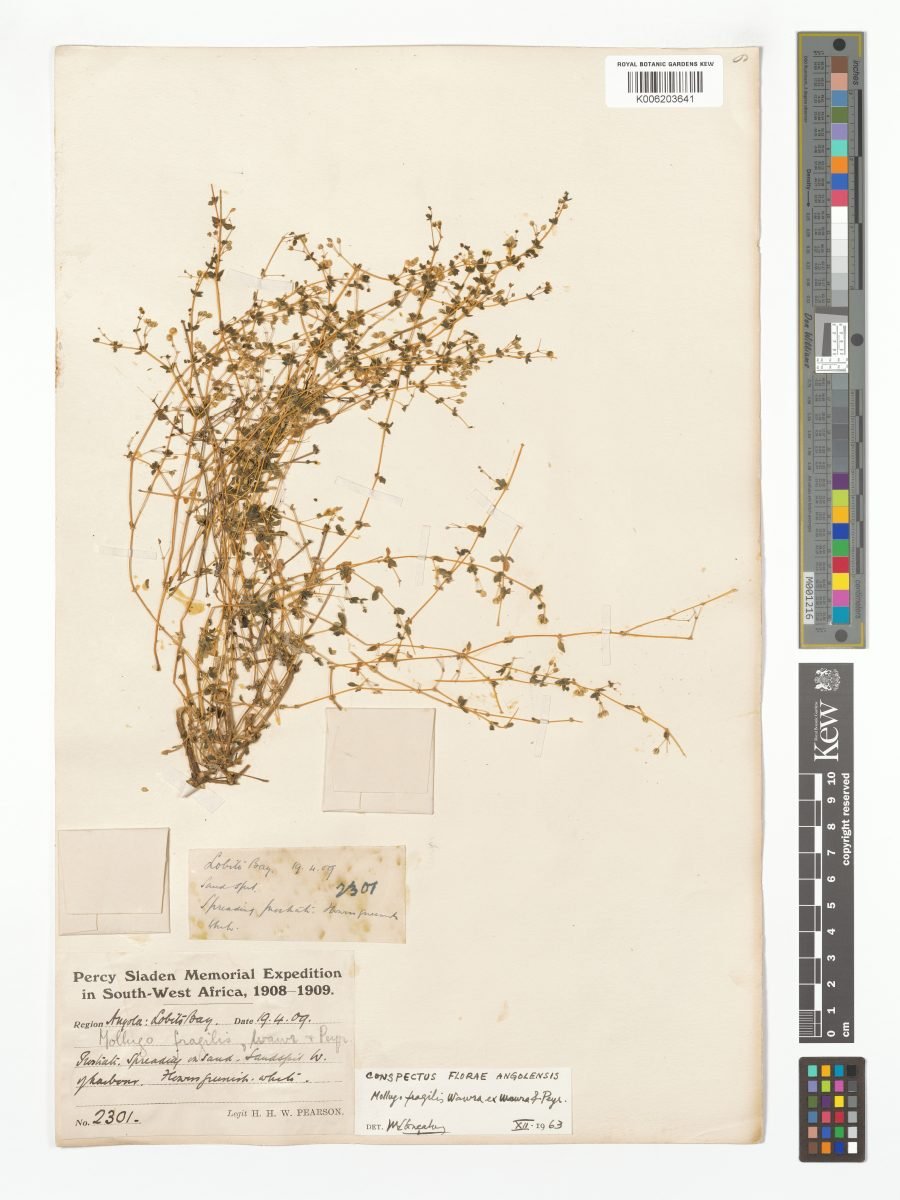 Mollugo fragilis photograph 4