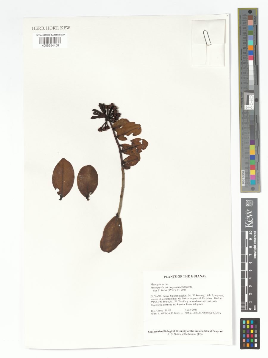 Marcgravia sororopaniana photograph 4
