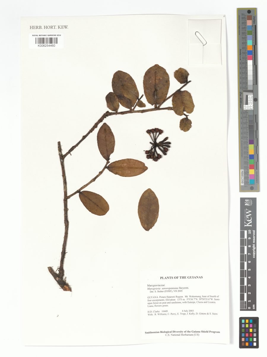 Marcgravia sororopaniana photograph 5