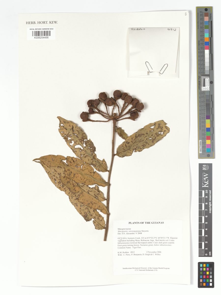 Marcgravia sororopaniana photograph 2