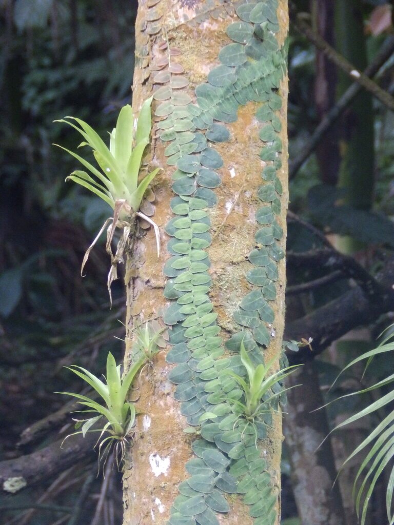 Marcgravia rectiflora photograph 3