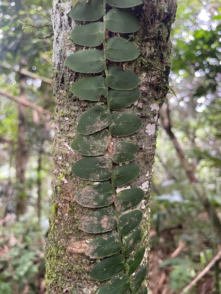 Marcgravia rectiflora