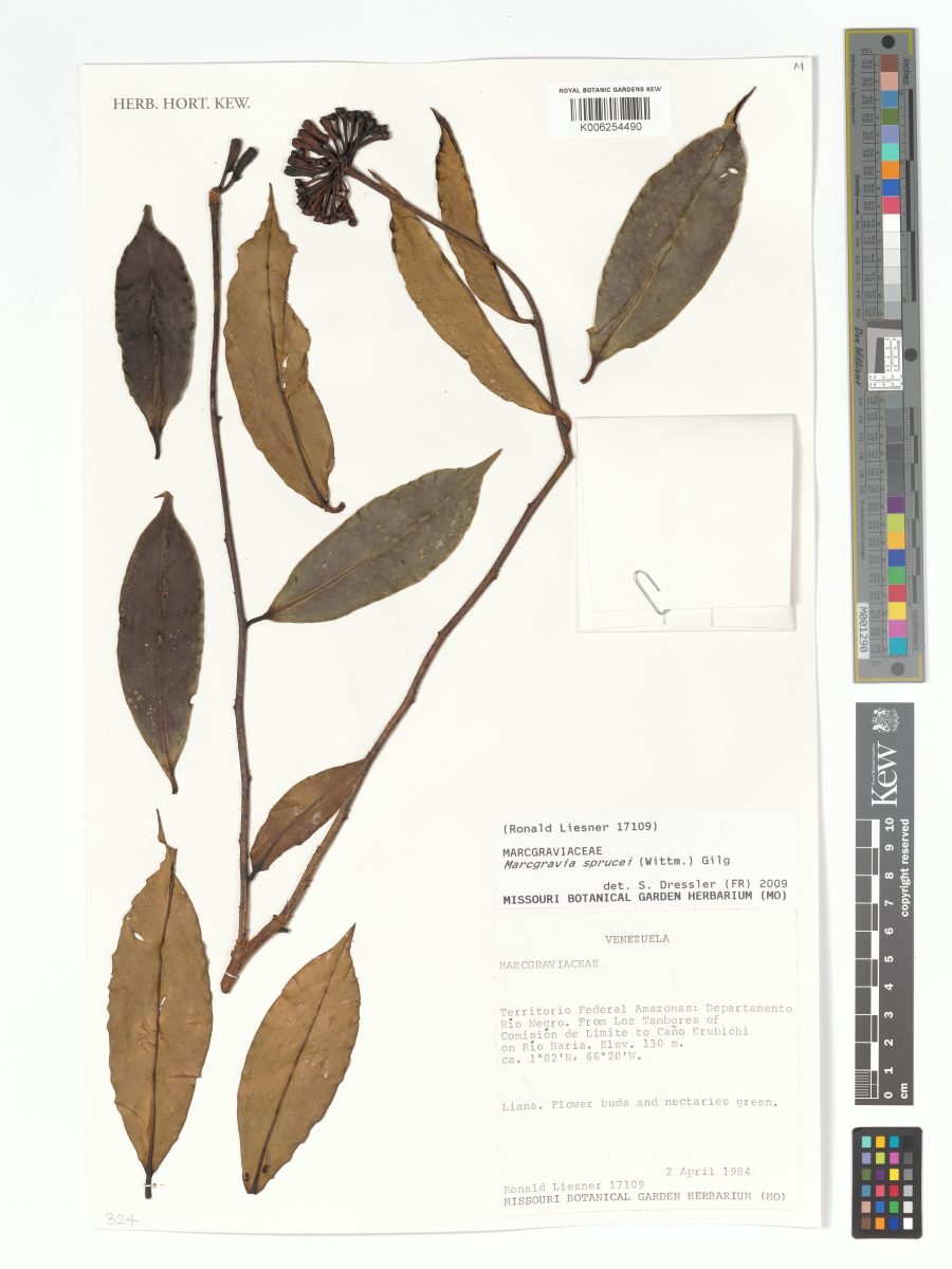 Marcgravia sprucei photograph 3