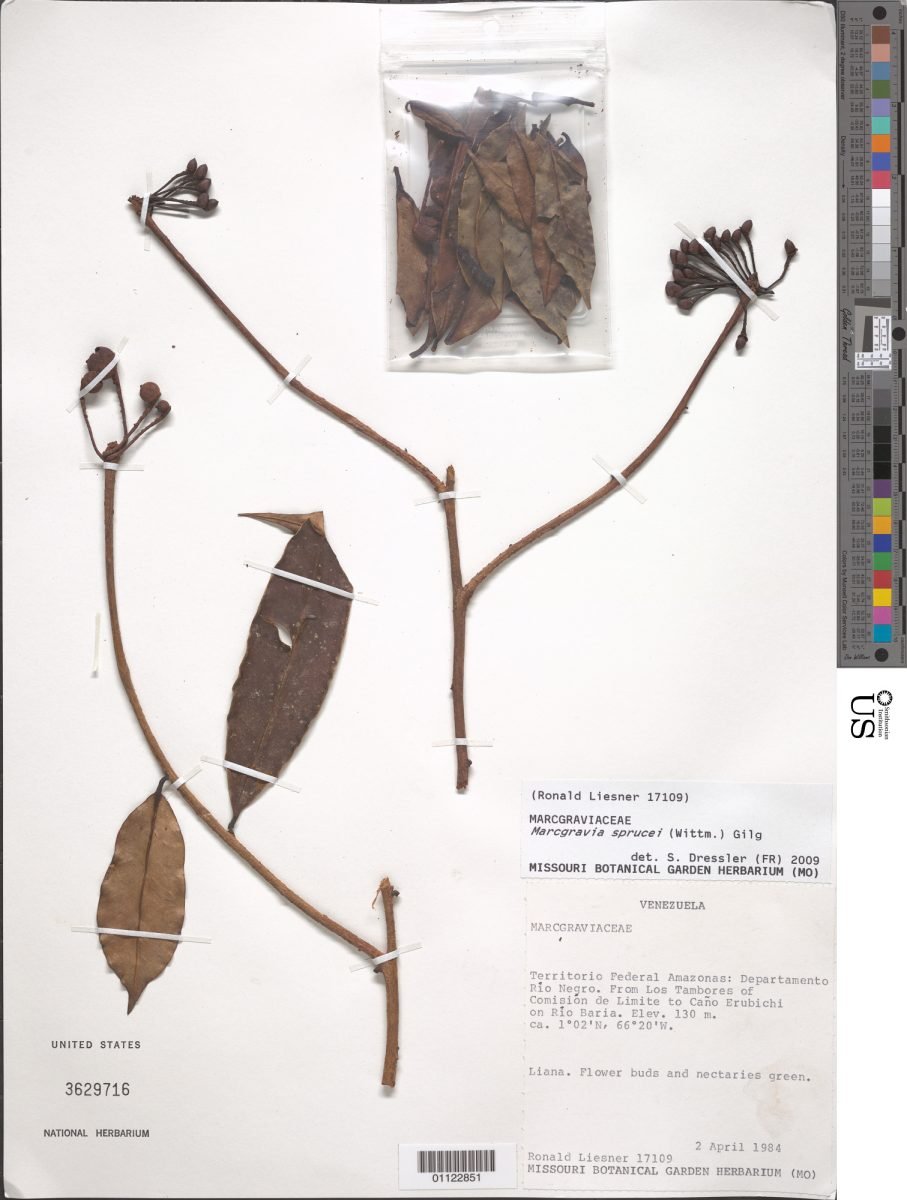 Marcgravia sprucei photograph 2