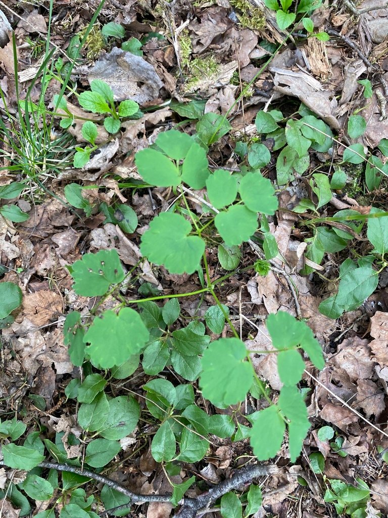 Thalictrum aquilegiifolium photograph 6