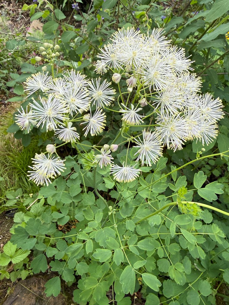 Thalictrum aquilegiifolium photograph 2