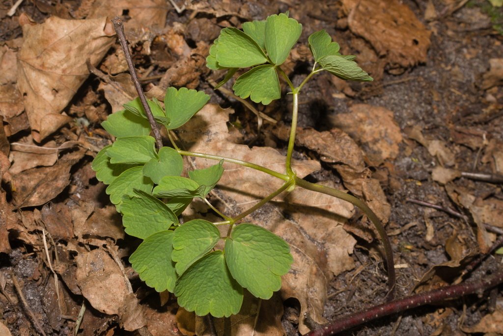 Thalictrum aquilegiifolium