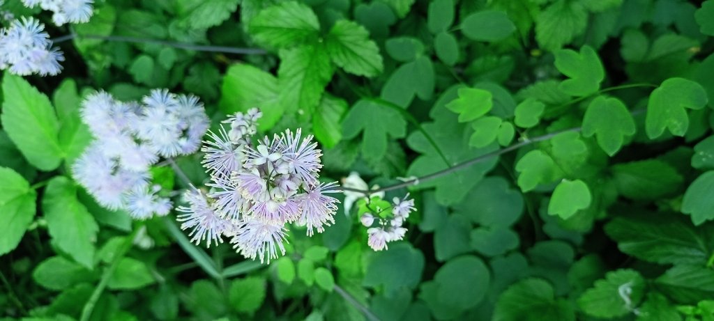 Thalictrum aquilegiifolium photograph 3