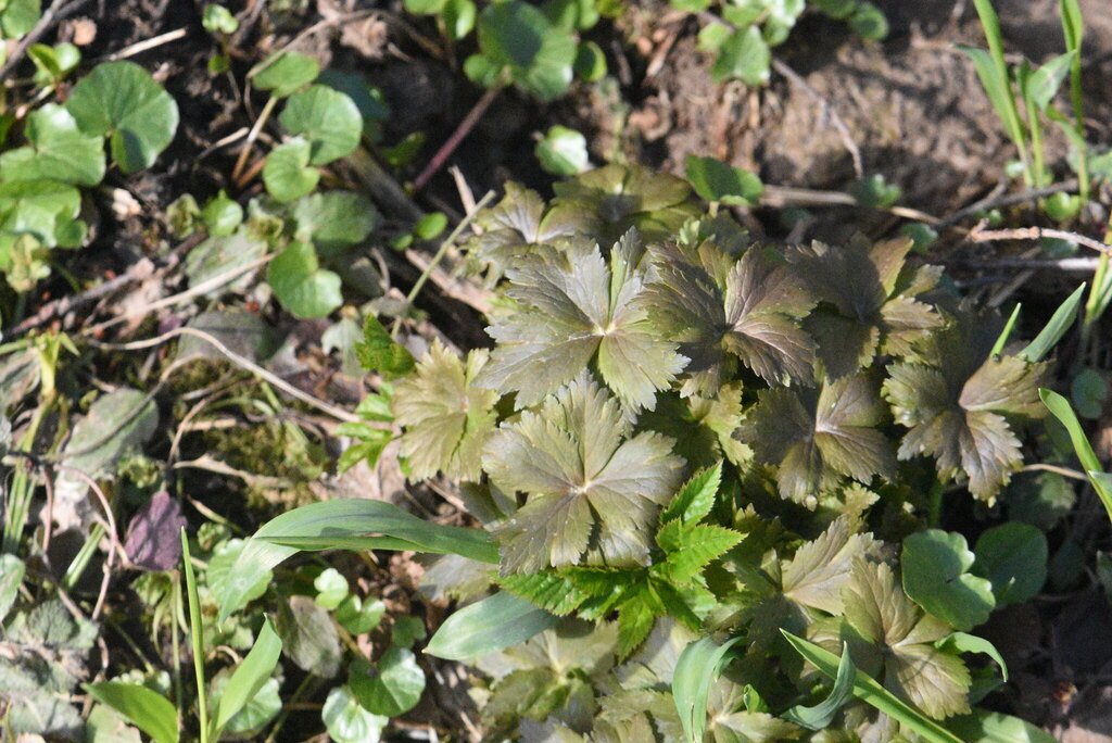Trollius europaeus