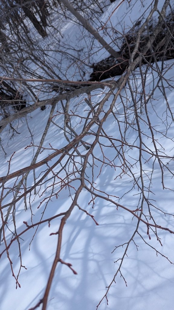 Tilia cordata photograph 6