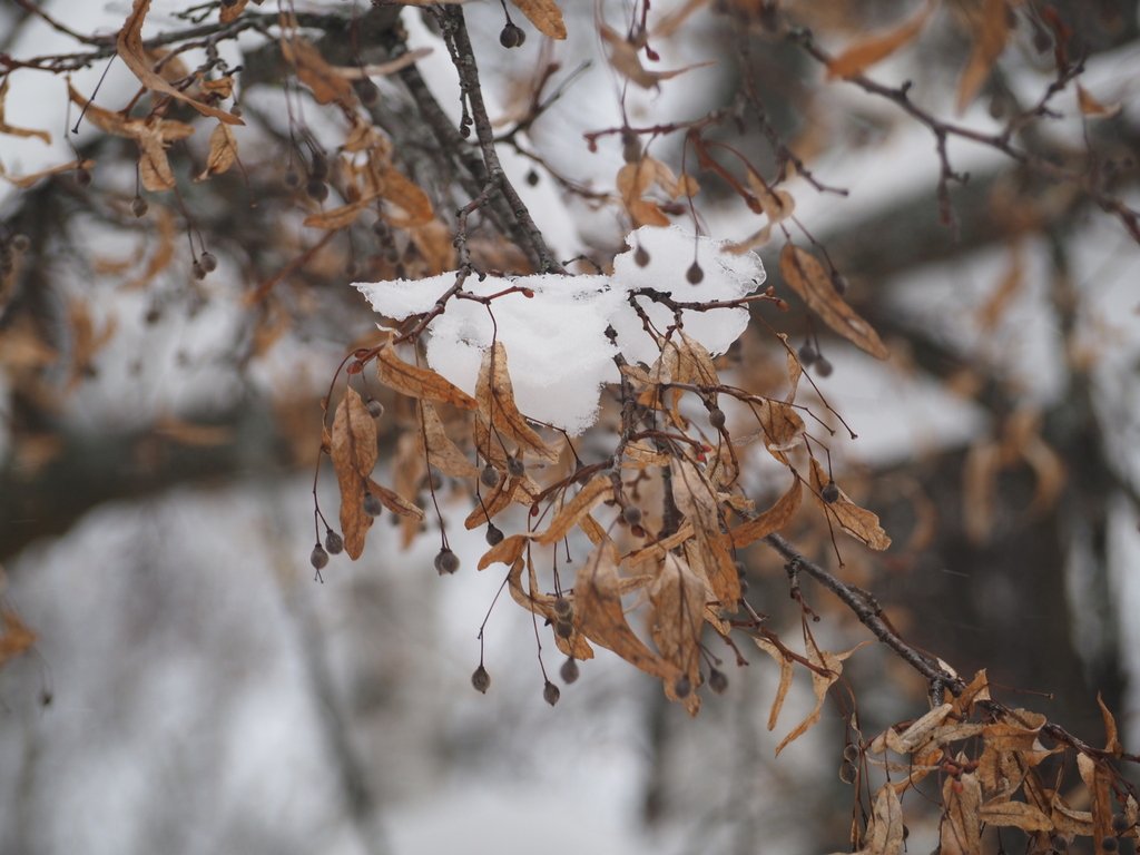 Tilia cordata photograph 2