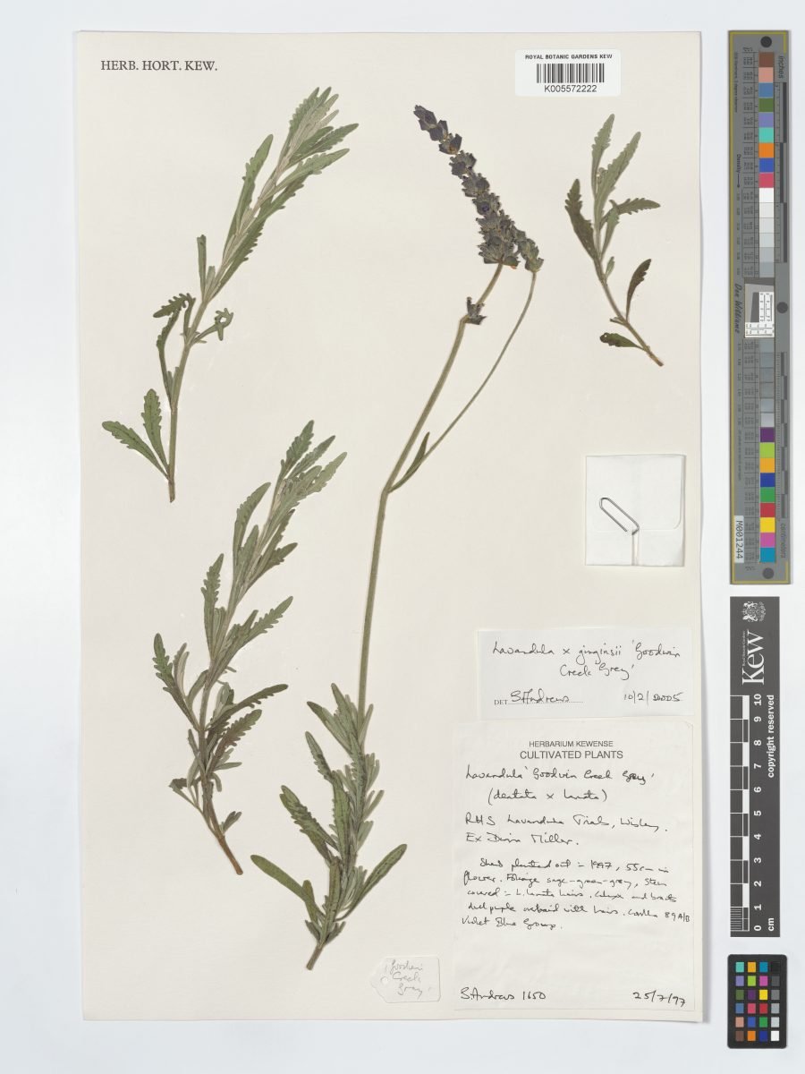 Lavandula × ginginsii