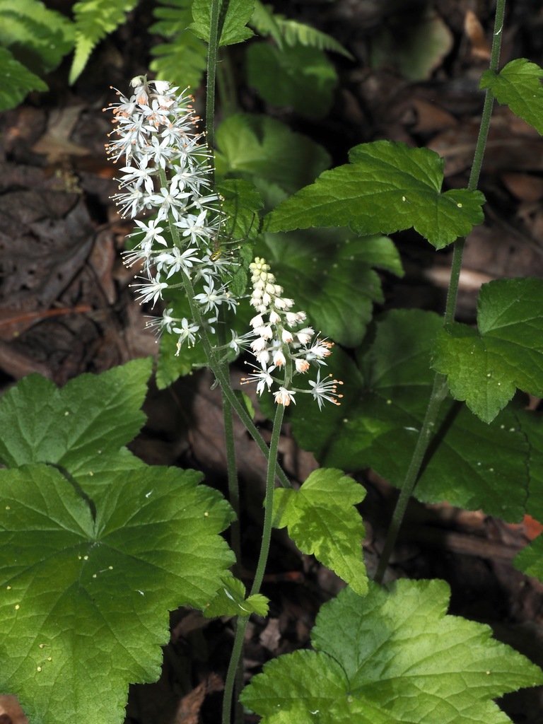 Tiarella cordifolia photograph 4