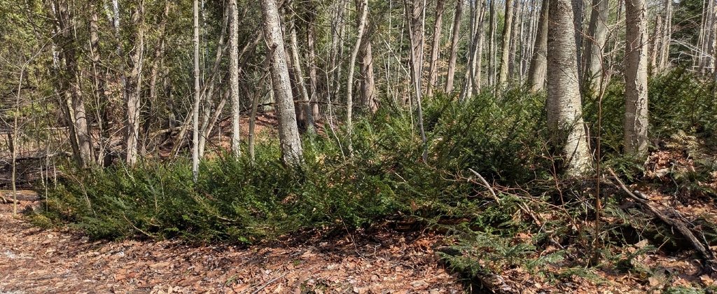Taxus canadensis photograph 6