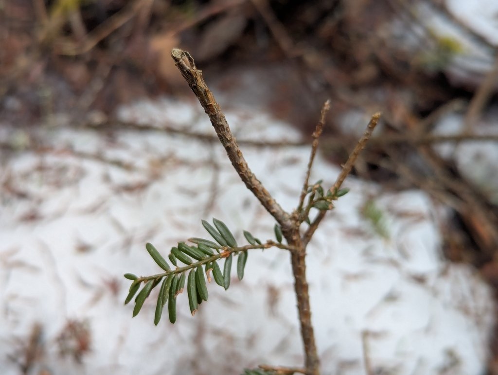 Taxus canadensis photograph 4