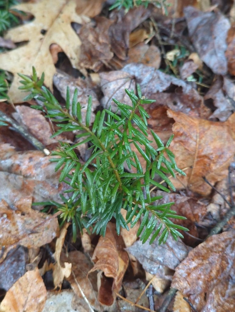 Taxus canadensis