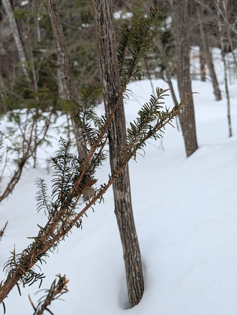 Taxus canadensis photograph 2