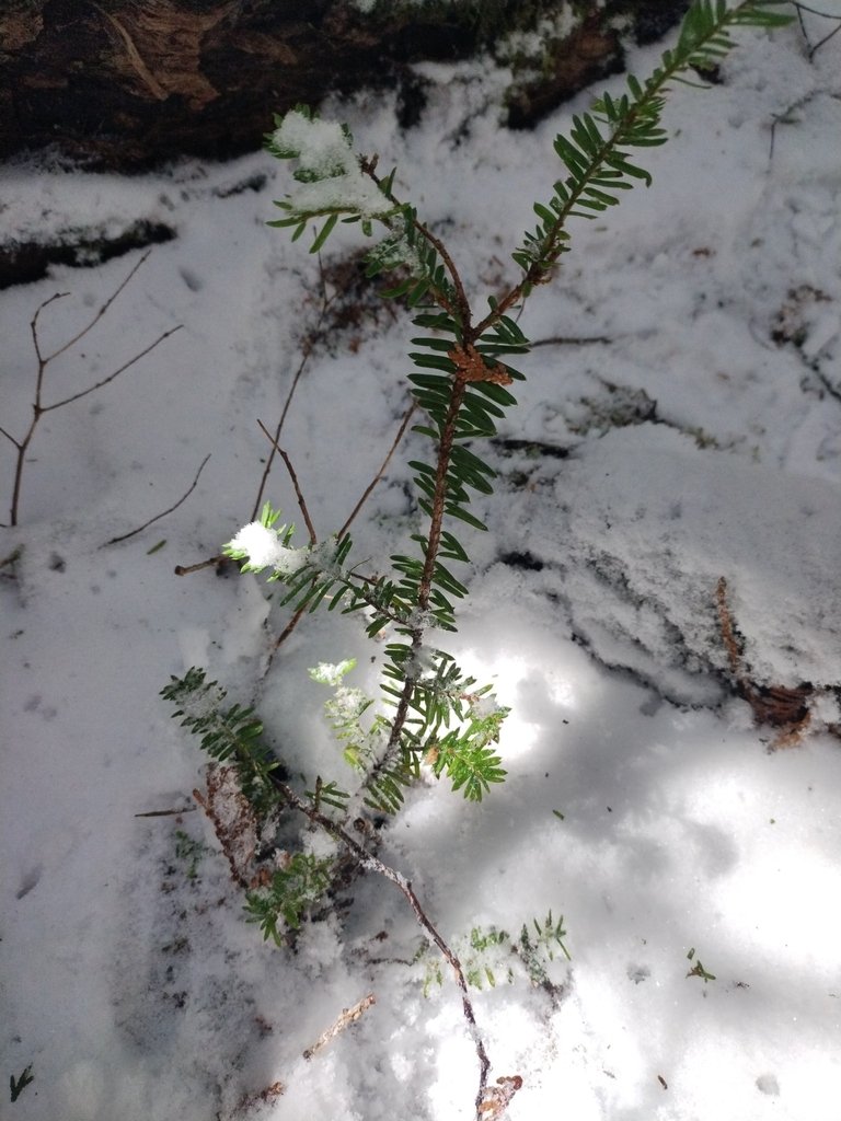 Taxus canadensis photograph 3