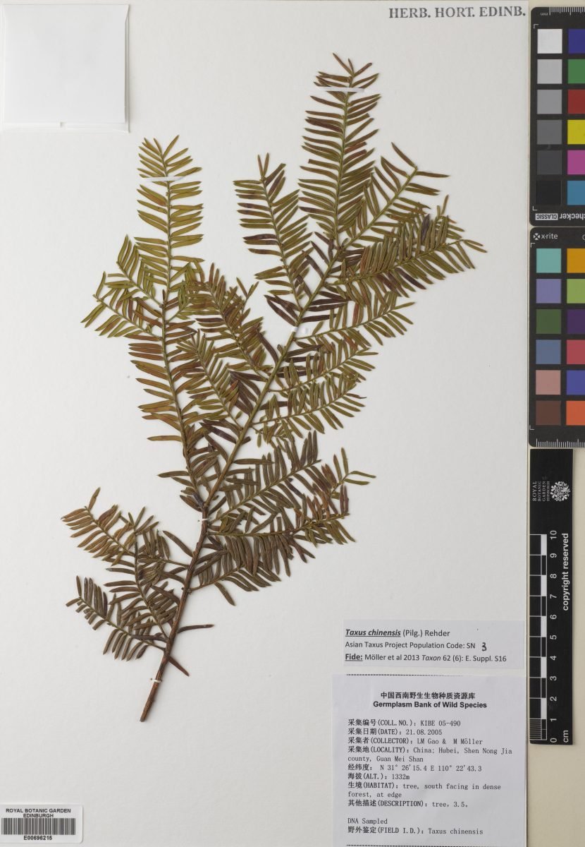 Taxus chinensis photograph 5