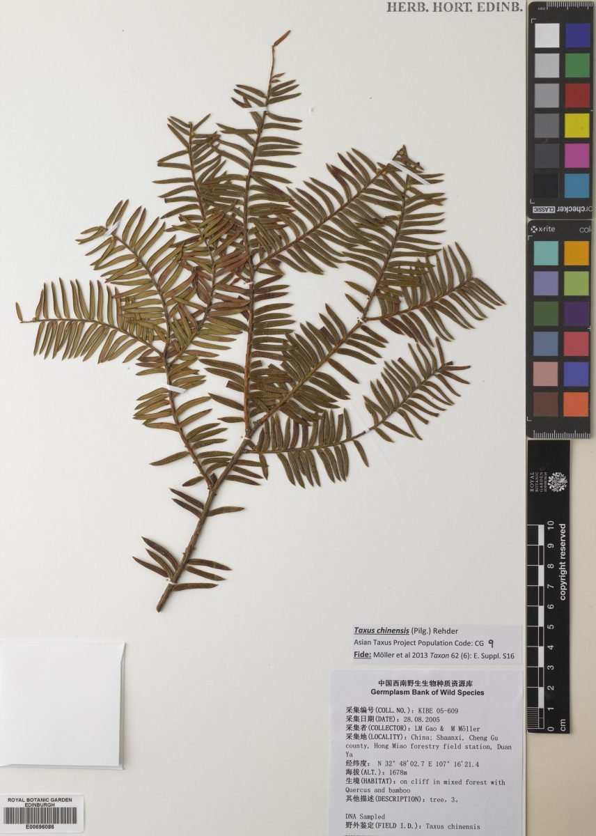 Taxus chinensis photograph 4