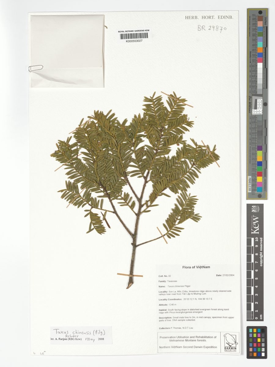 Taxus chinensis photograph 6