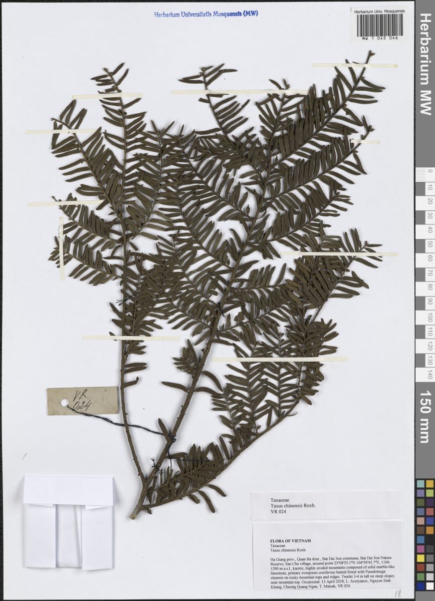 Taxus chinensis