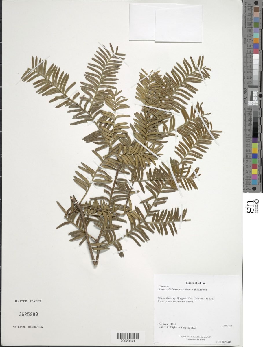 Taxus chinensis photograph 3