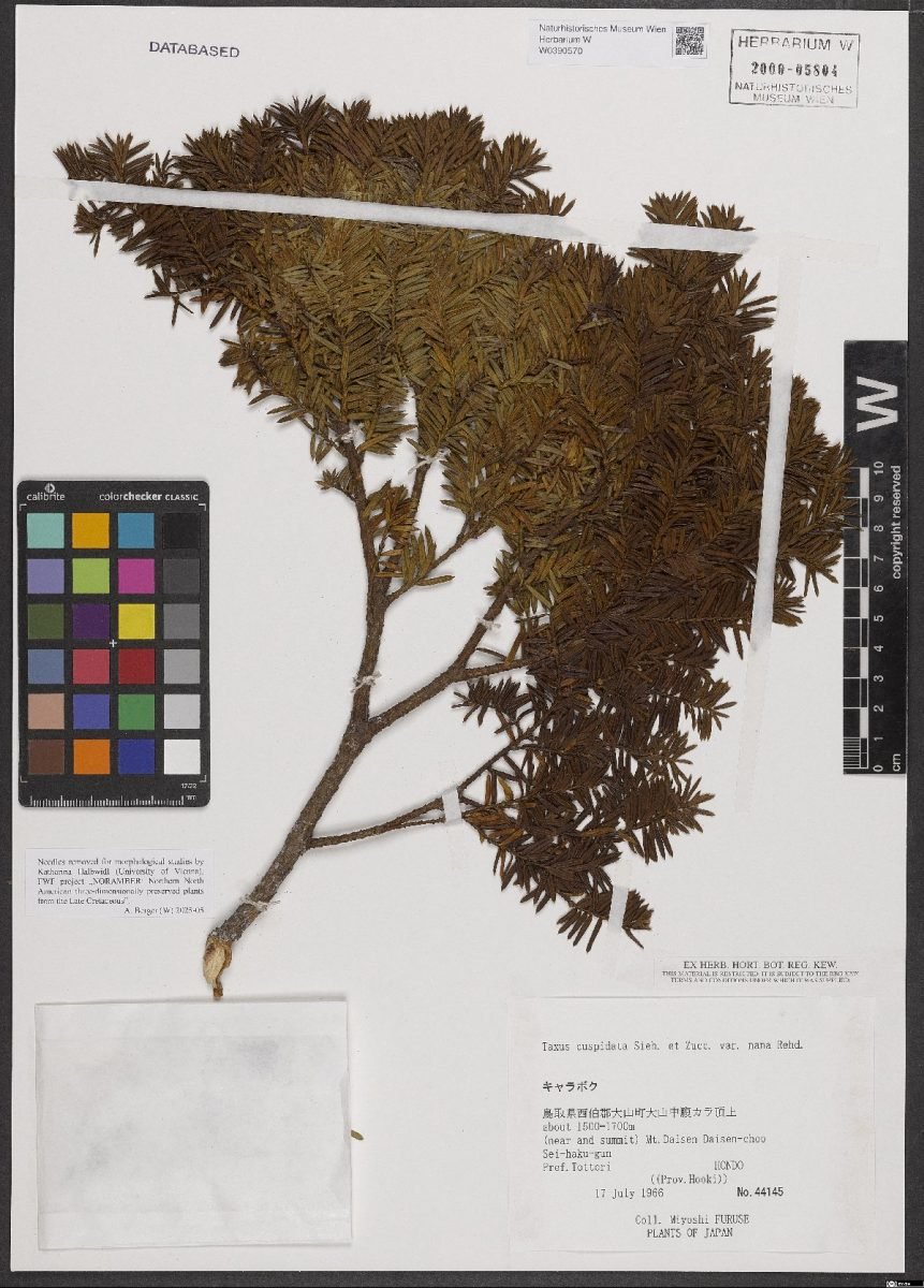 Taxus cuspidata var. nana photograph 4