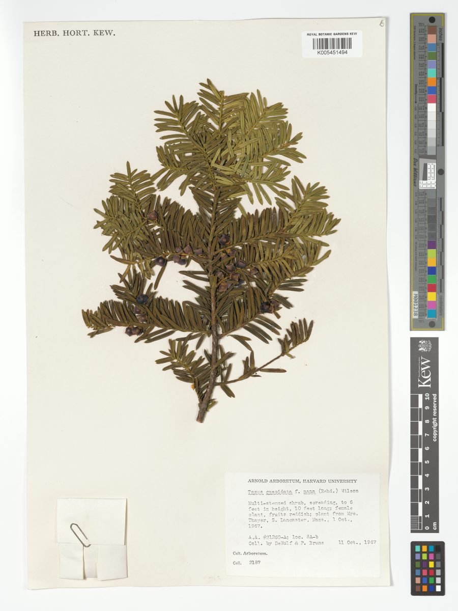 Taxus cuspidata var. nana photograph 3