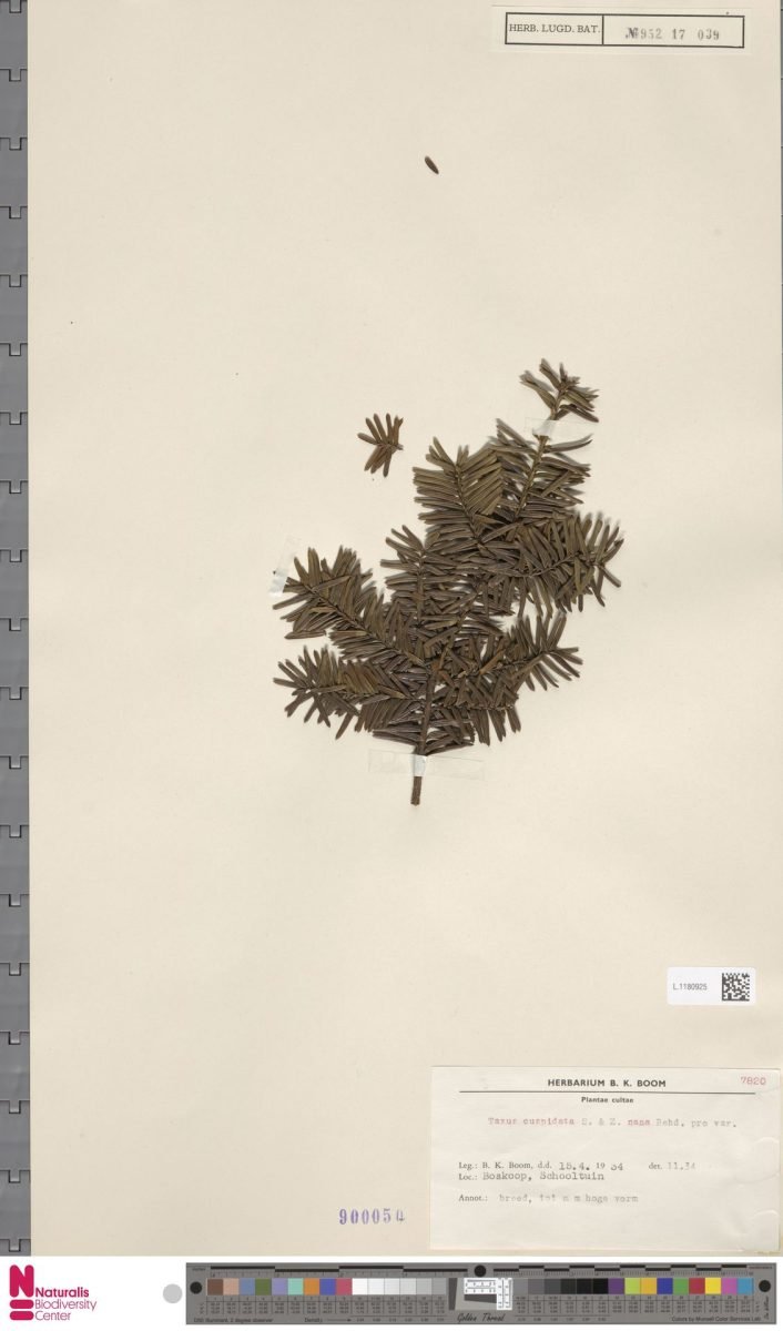 Taxus cuspidata var. nana photograph 5