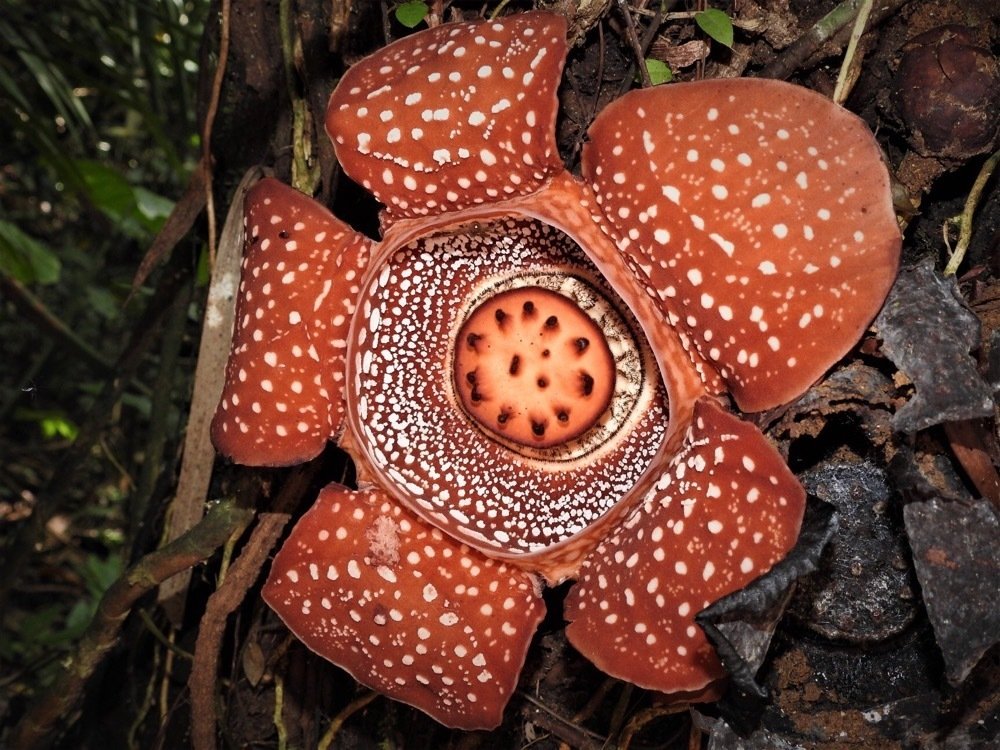 Rafflesia lagascae photograph 2