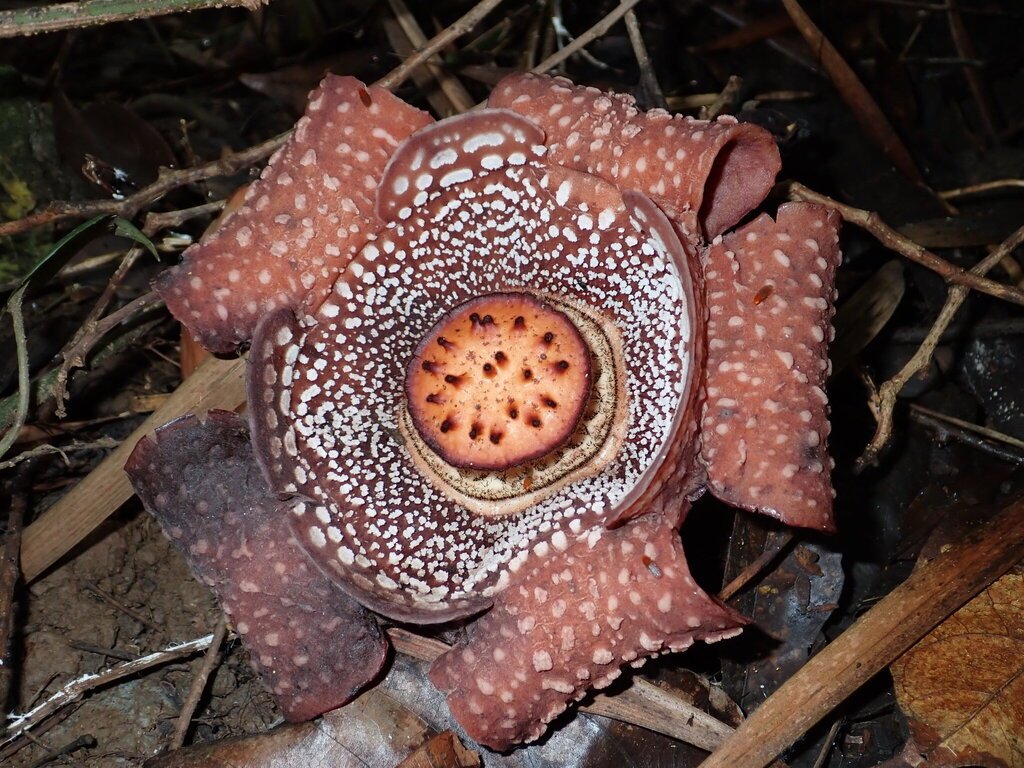 Rafflesia lagascae