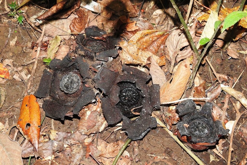 Rafflesia lagascae photograph 3