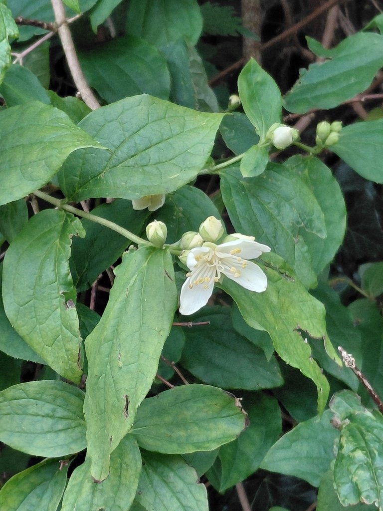 Philadelphus coronarius photograph 4