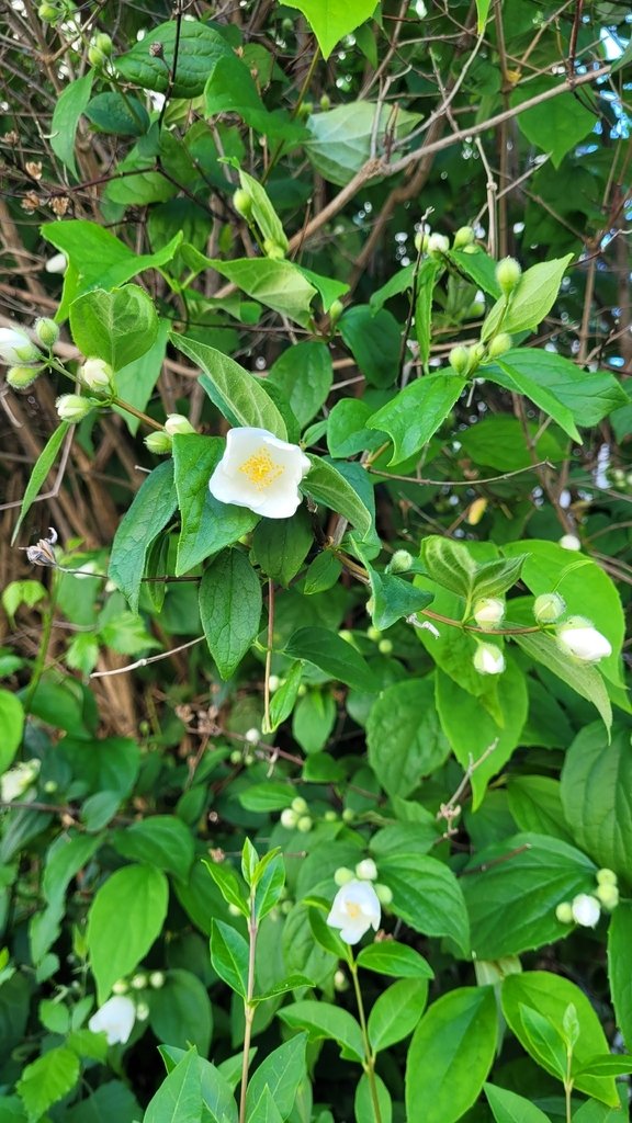 Philadelphus coronarius photograph 3