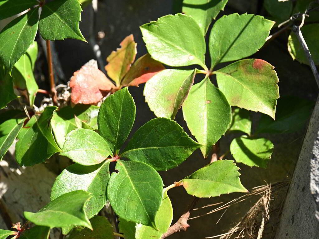 Parthenocissus quinquefolia
