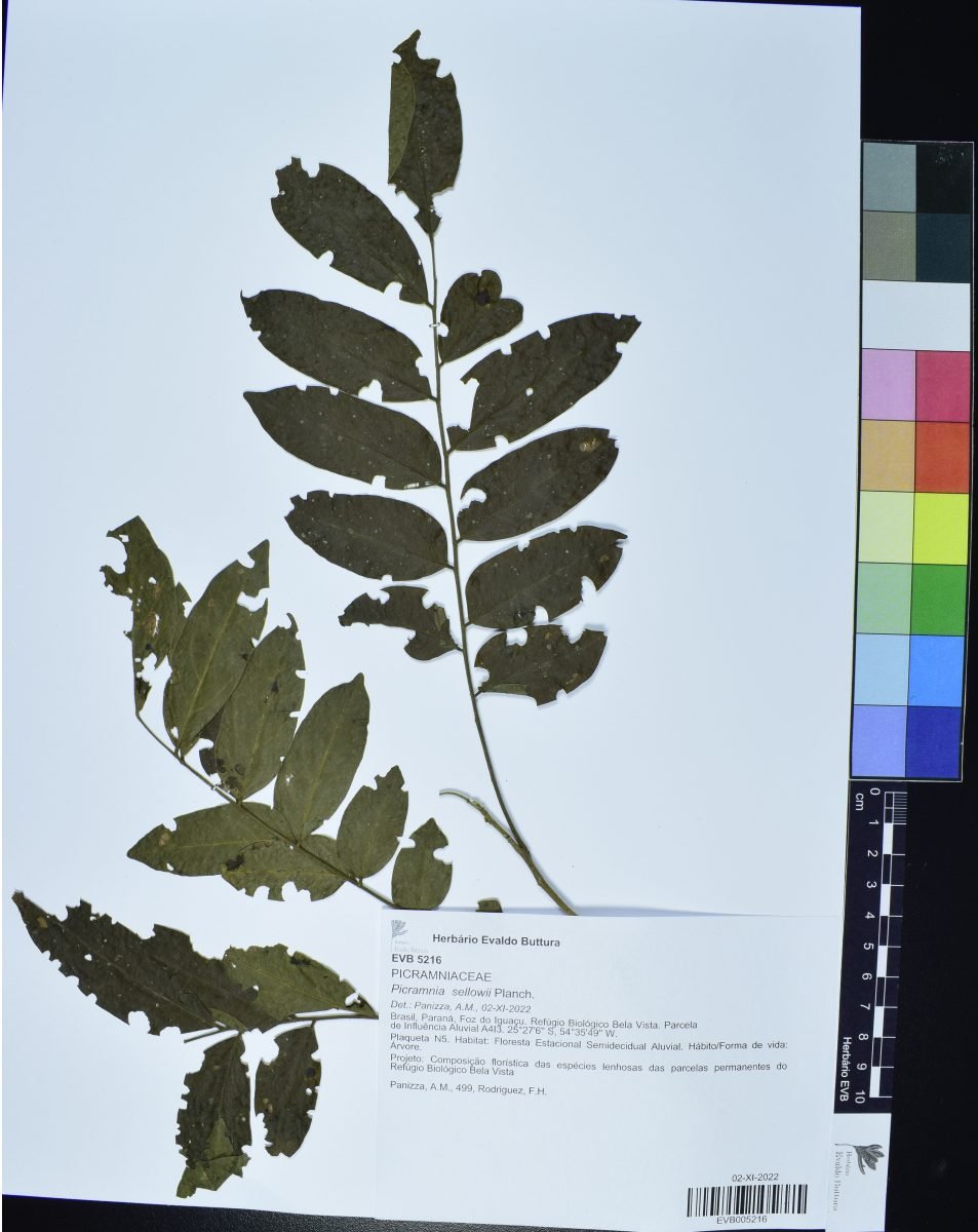 Picramnia sellowii photograph 5