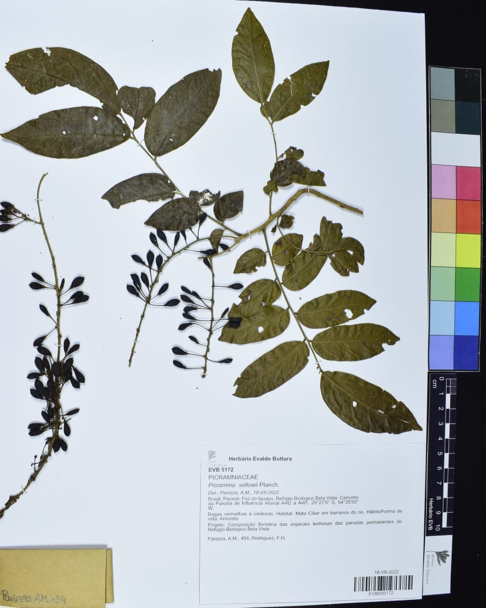 Picramnia sellowii photograph 2