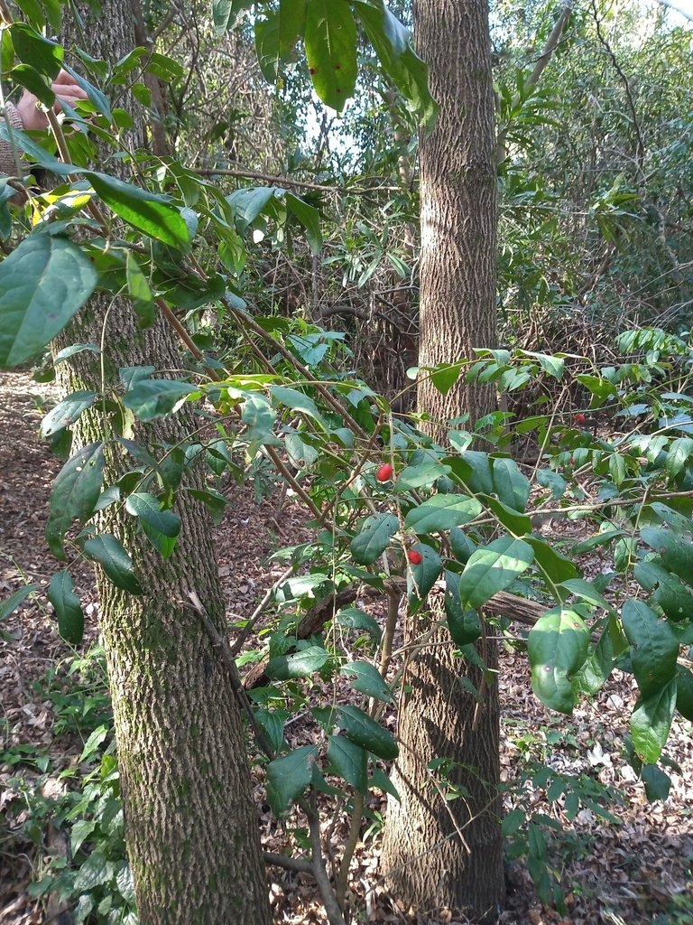 Picramnia sellowii photograph 3
