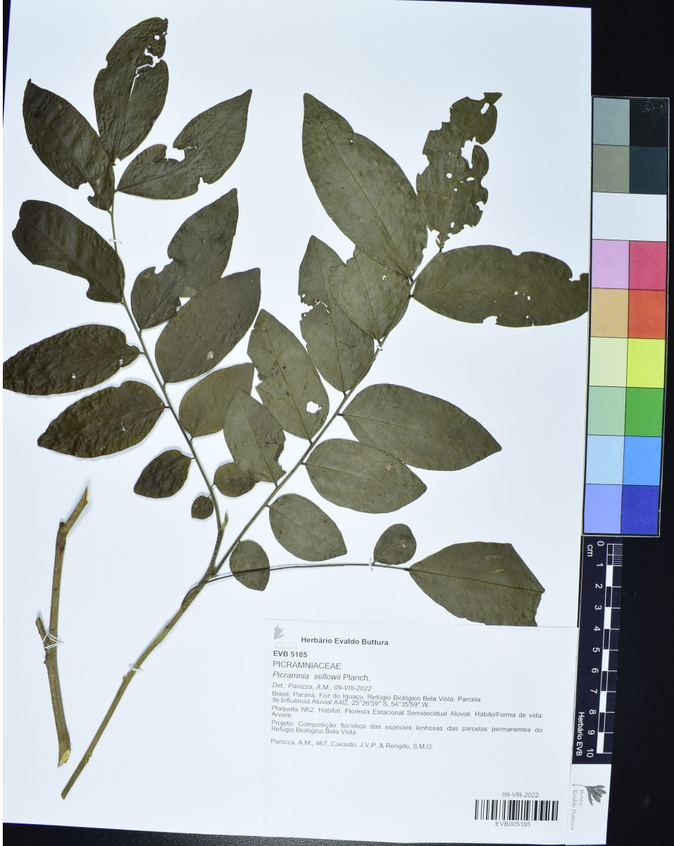 Picramnia sellowii photograph 4