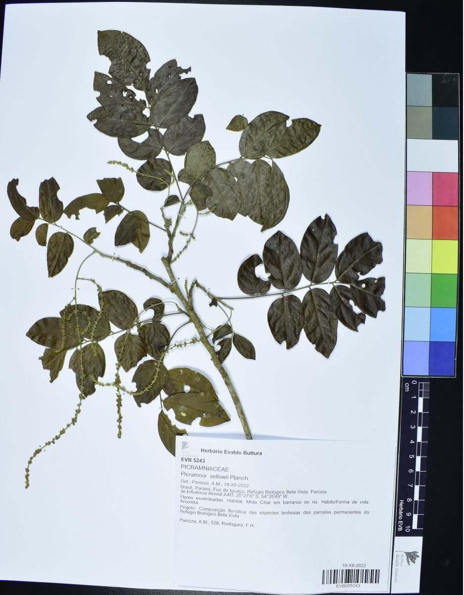 Picramnia sellowii photograph 6