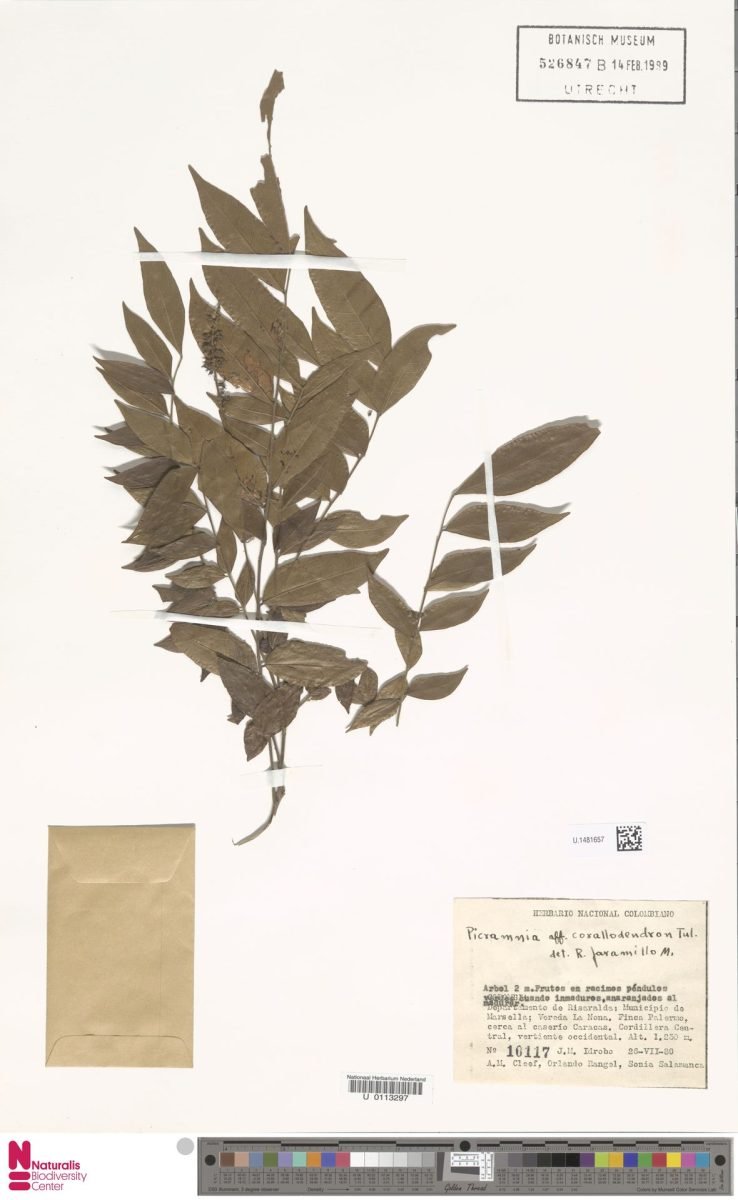 Picramnia sphaerocarpa photograph 4