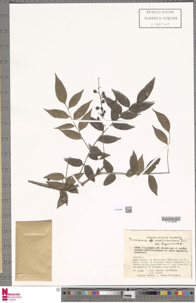 Picramnia sphaerocarpa photograph 2
