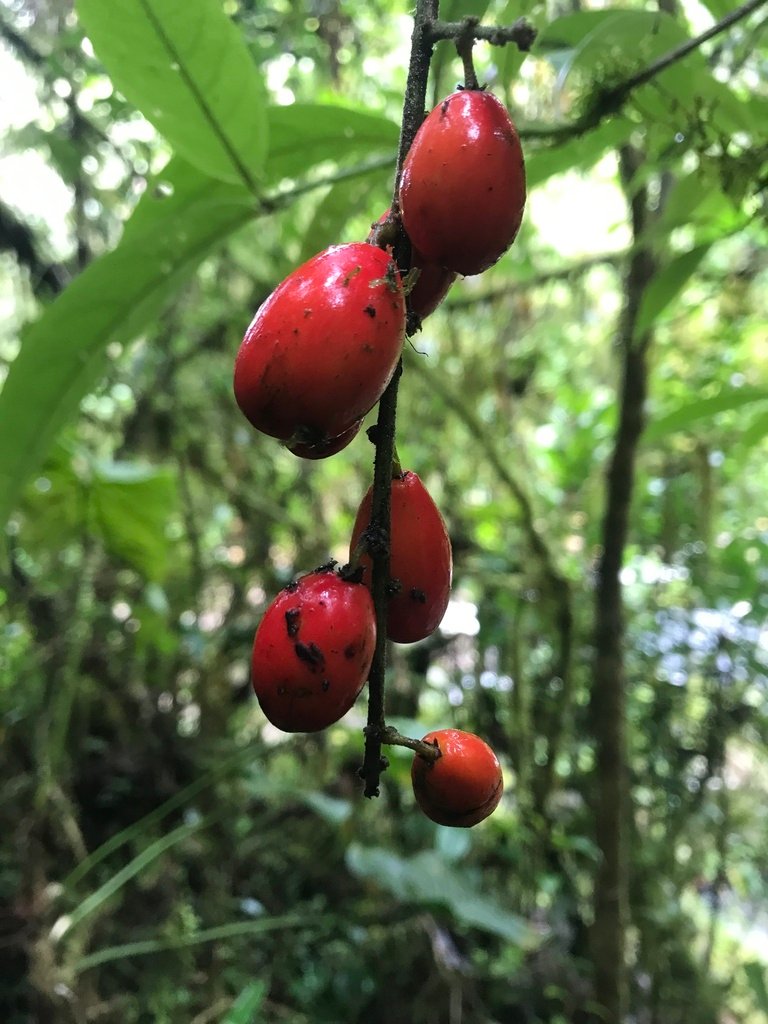 Picramnia sphaerocarpa