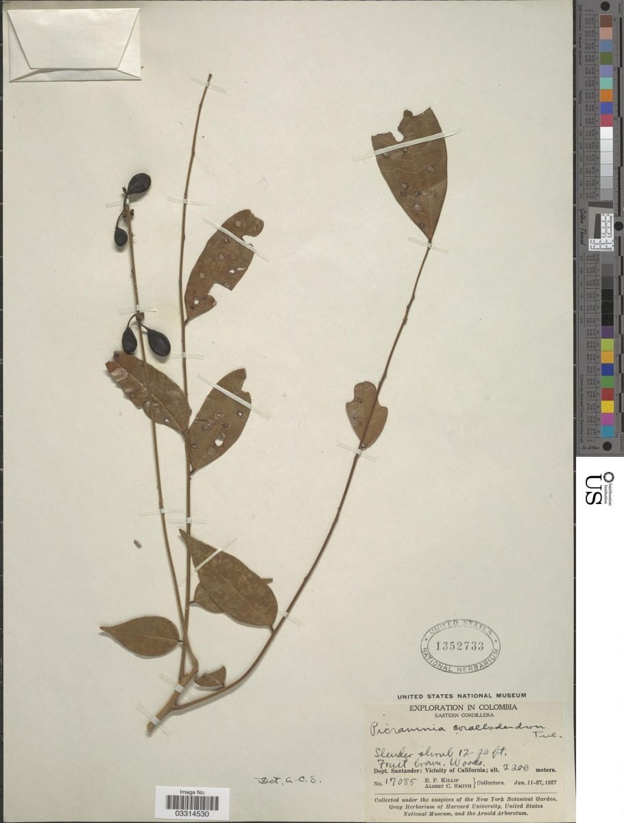 Picramnia sphaerocarpa photograph 6