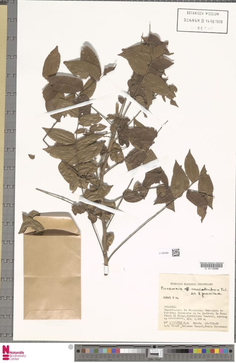 Picramnia sphaerocarpa photograph 3