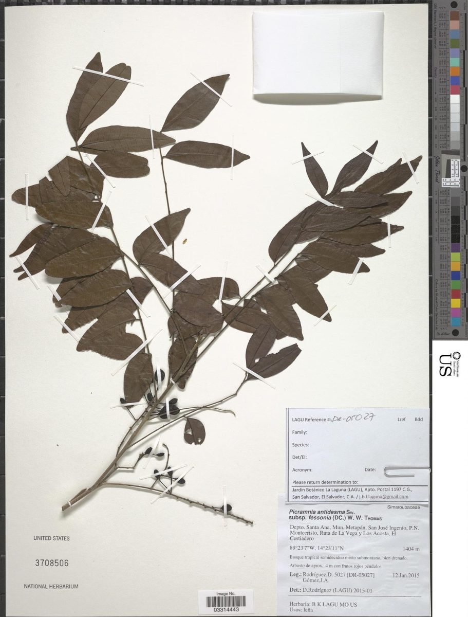 Picramnia antidesma subsp. fessonia photograph 2